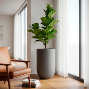 Combo Matera Fibro Arcilla 64 cm con Ficus Pandurata - ambiente #ia - Tumatera.co
