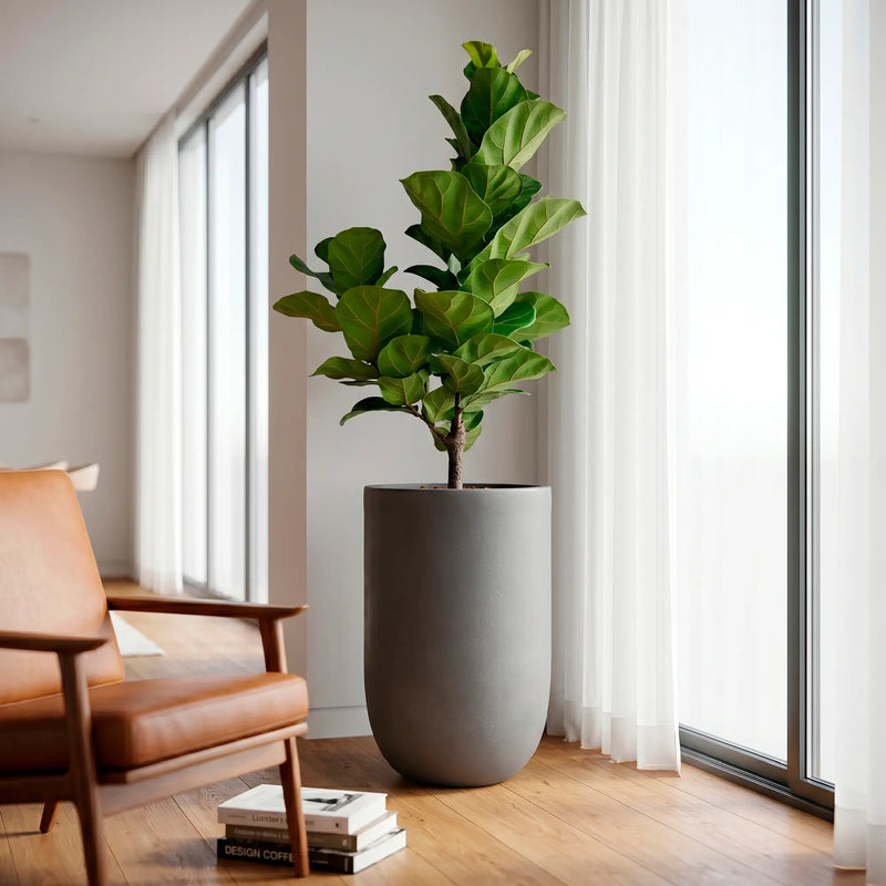 Combo Matera Fibro Arcilla 64 cm con Ficus Pandurata - ambiente #ia - Tumatera.co