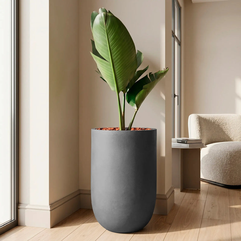Combo Matera Fibro Arcilla 64 cm con Palma Viajera- ambiente #ia - Tumatera.co