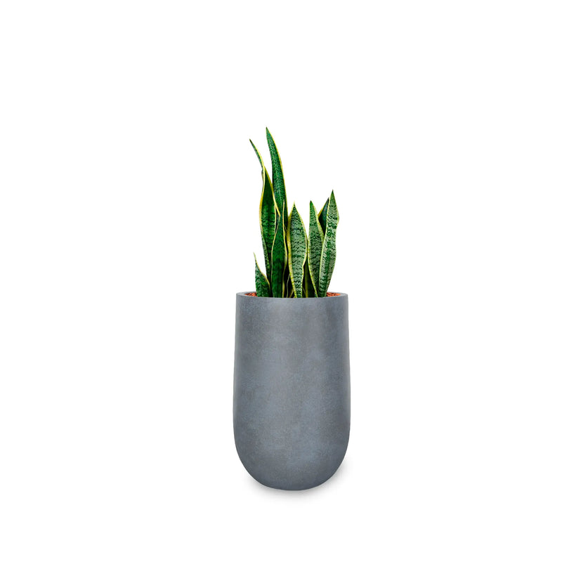 Combo Matera Fibro Arcilla 40 cm con Sanseviera