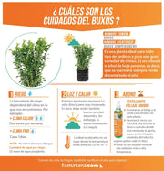 PLANTA BUXUS B35 FICHA TÉCNICA - Tumatera.co