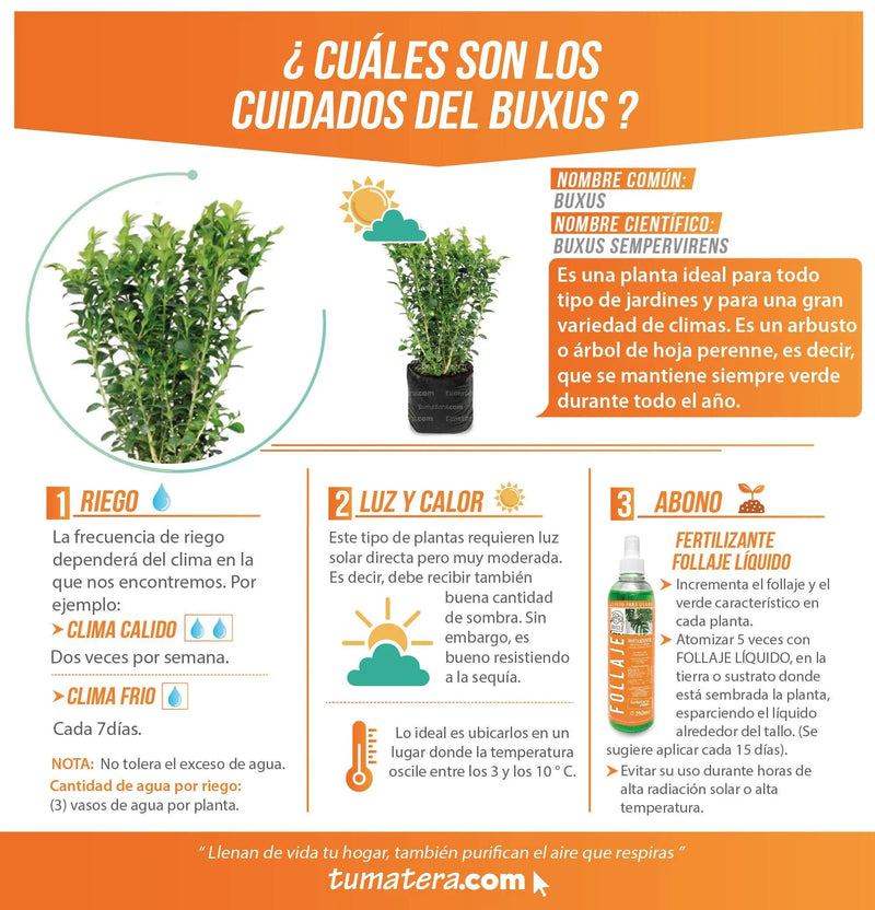 PLANTA BUXUS B35 FICHA TÉCNICA - Tumatera.co