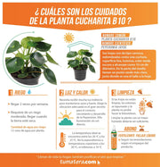 PLANTA CUCHARITA B10 - Tumatera.co
