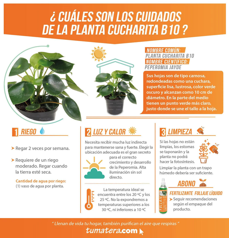 PLANTA CUCHARITA B10 - Tumatera.co