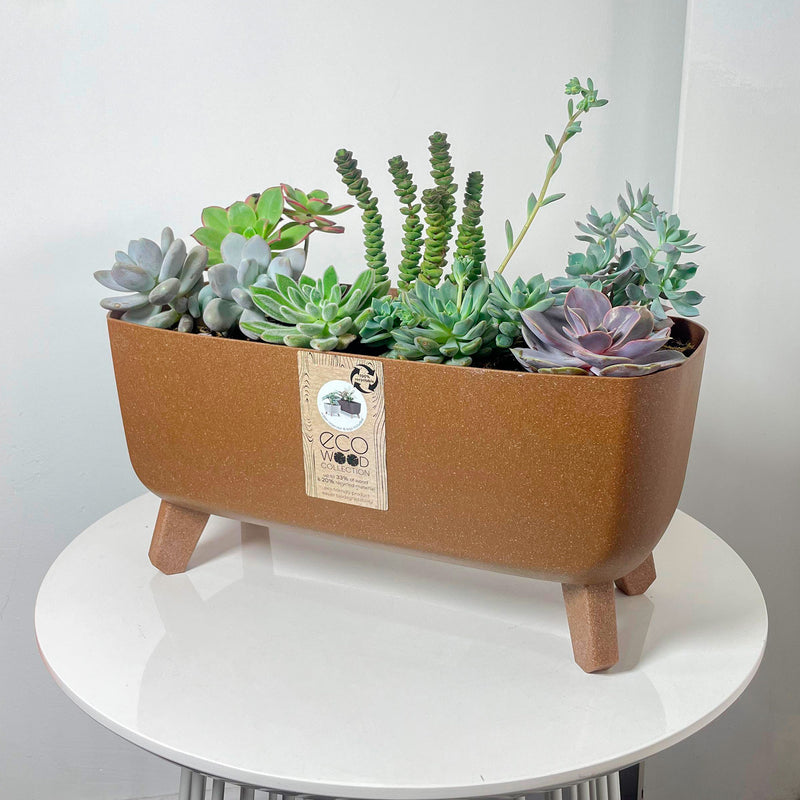 Combo Matera Gracia Case Eco 39 Cm + Terrario Suculentas