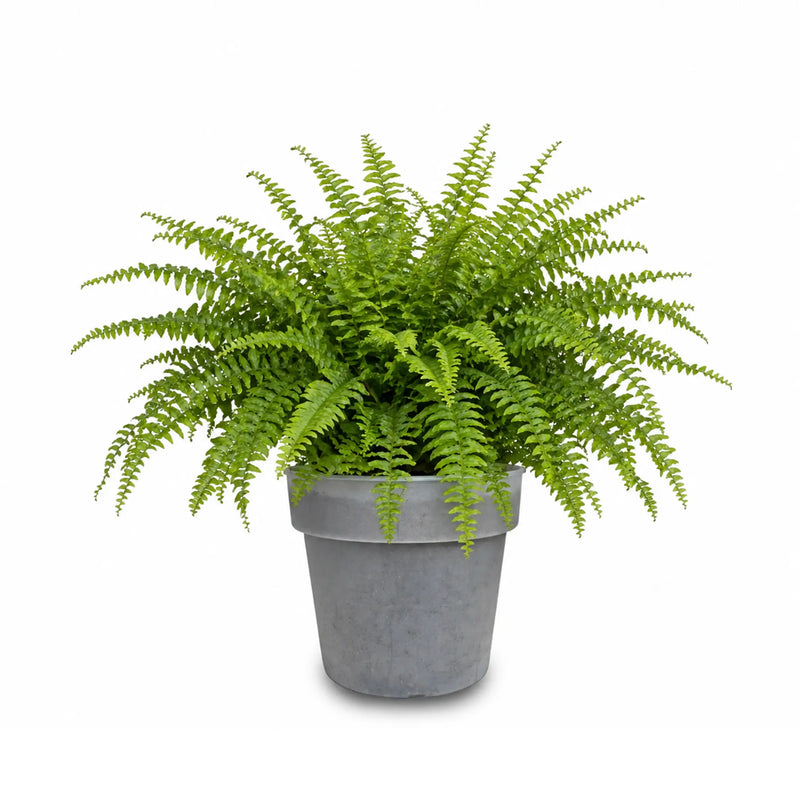 Planta Helecho Boston Plus