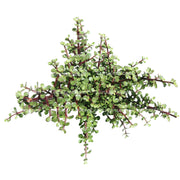 Suculenta Jade Mini B10 - Tumatera.co
