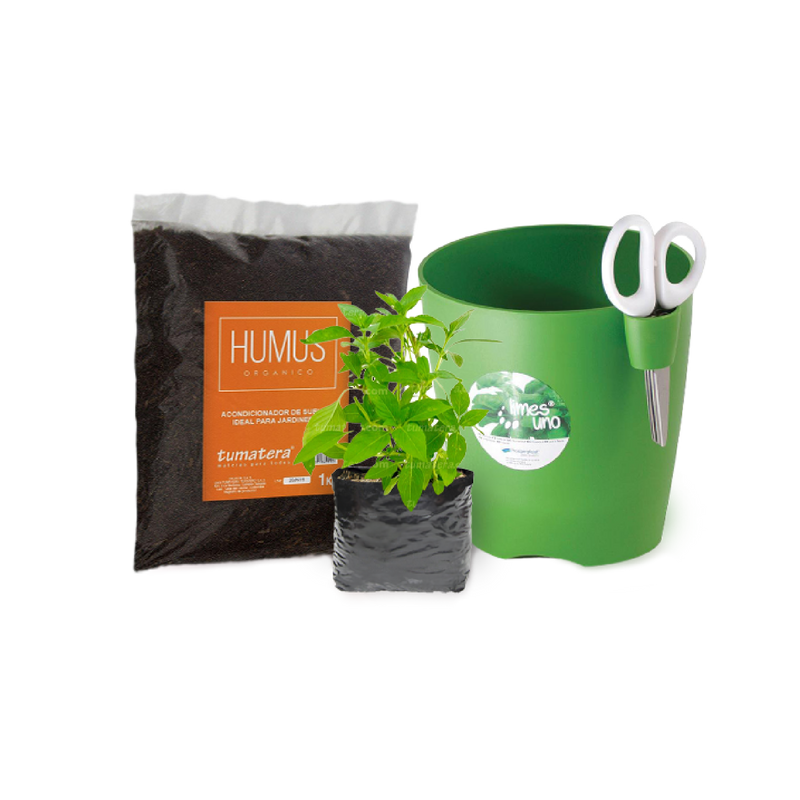 Kit Eco Aromatica Albahaca - Tumatera.co