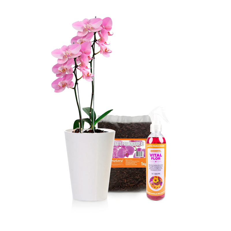 Kit Orquídeas Hermosas - Tumatera.co