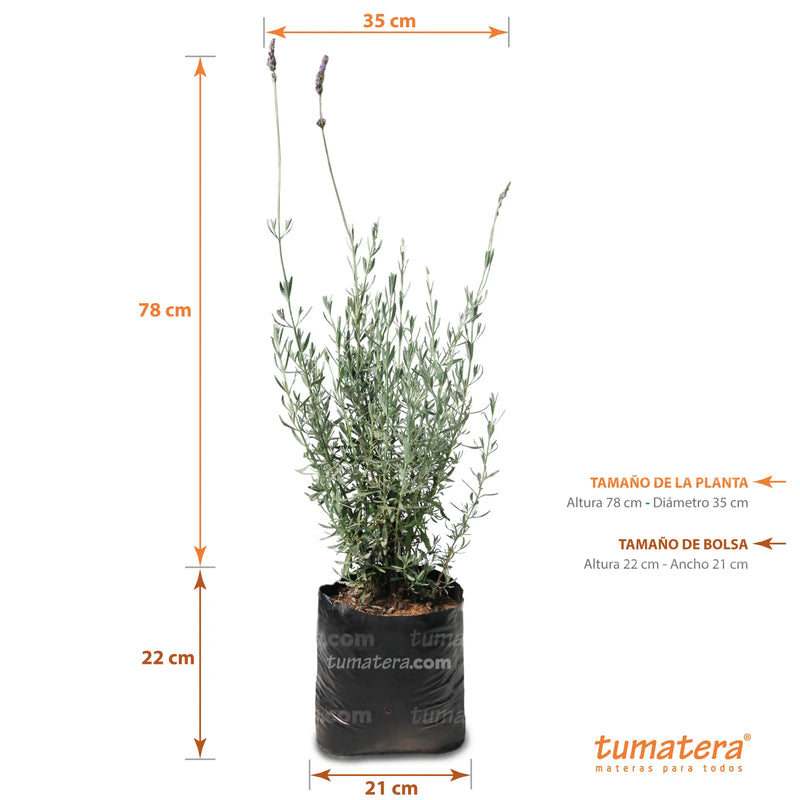 Planta Lavanda B21 - Tumatera.co