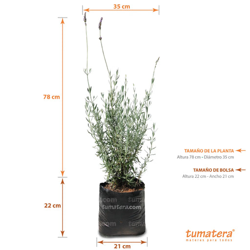 Planta Lavanda B21 - Tumatera.co