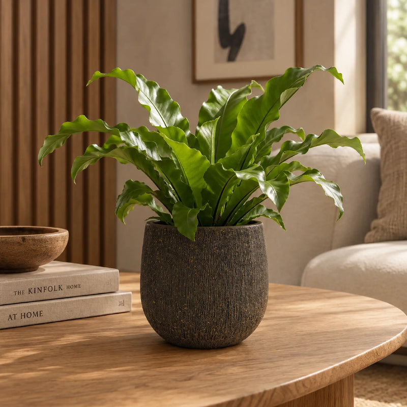 Matera Ceramica Artesanal Conica 17 cm -  ambiente #ia - Tumatera.co