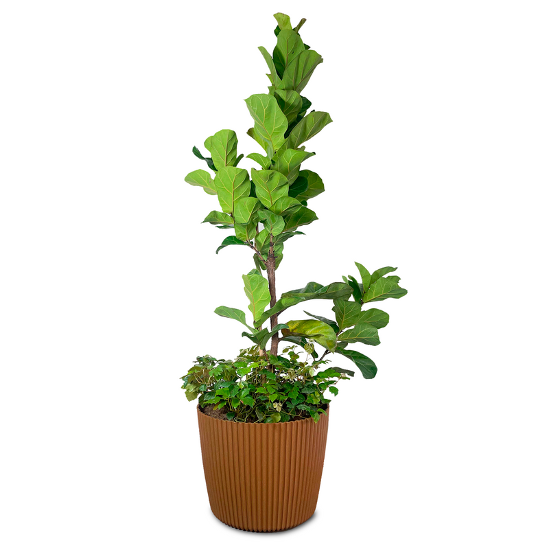 Combo Milly Eco 39 Cm Con Ficus Pandurata - Tumatera.co