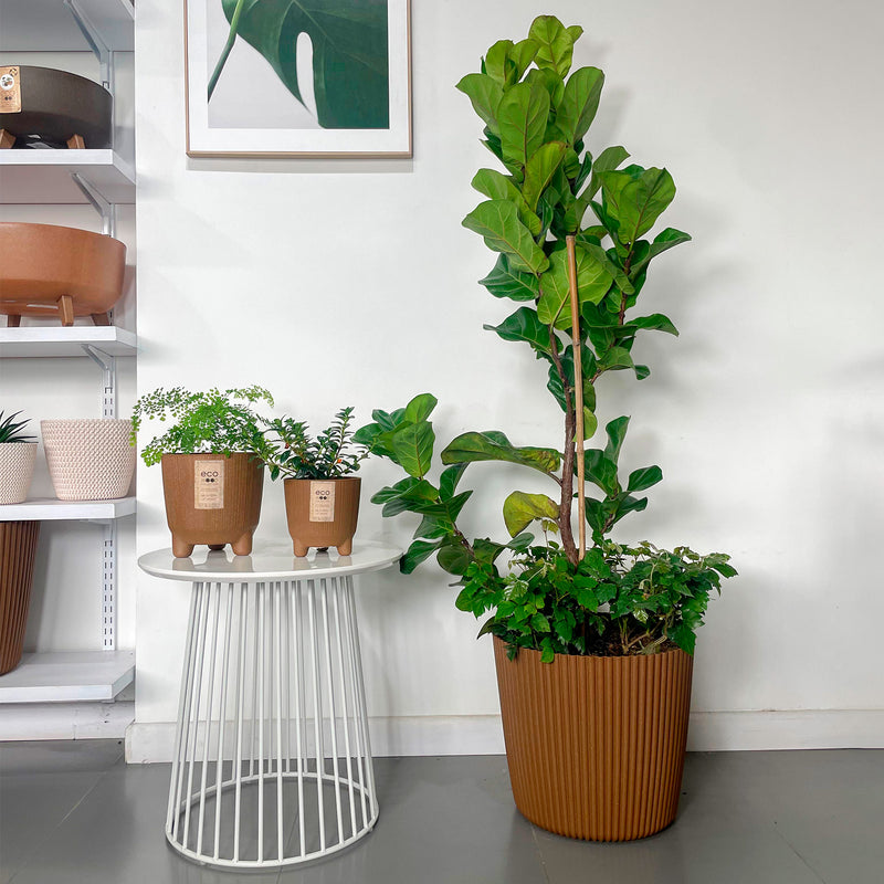 Combo Milly Eco 39 Cm Con Ficus Pandurata - Tumatera.co