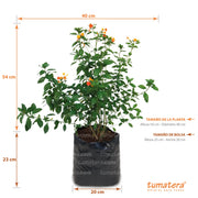 PLANTA MERMELADA B20 Medidas - Tumatera.co