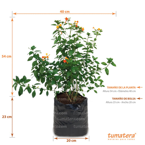 PLANTA MERMELADA B20 Medidas - Tumatera.co