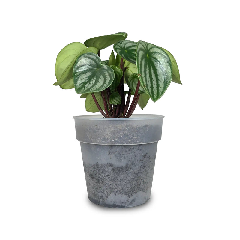 Planta Conchita Plus