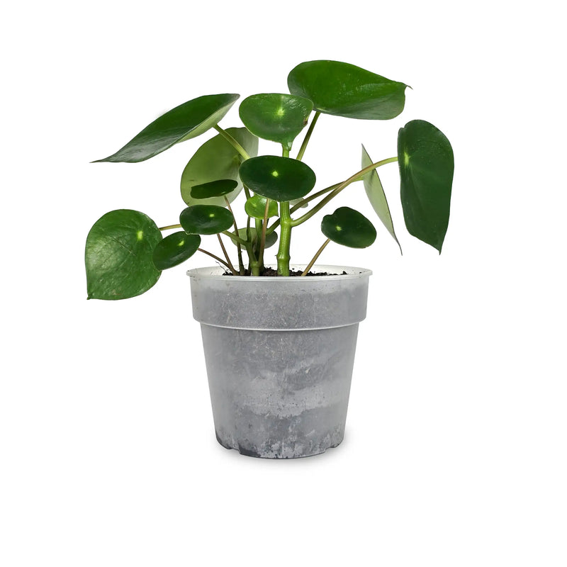 Planta Cucharita Plus