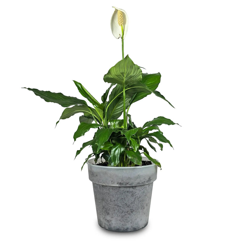 Planta Espatofilo Plus