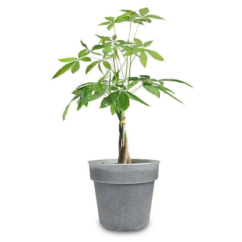Planta Pachira Plus