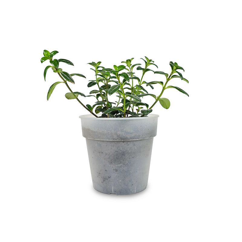 Planta Pescadito Plus