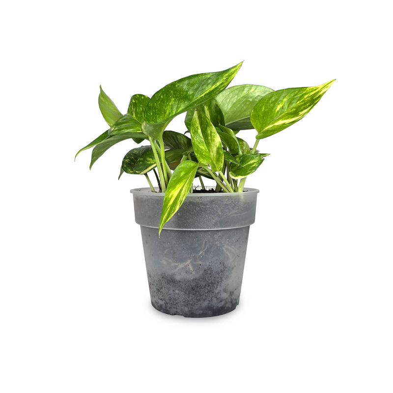 Planta Photos Plus