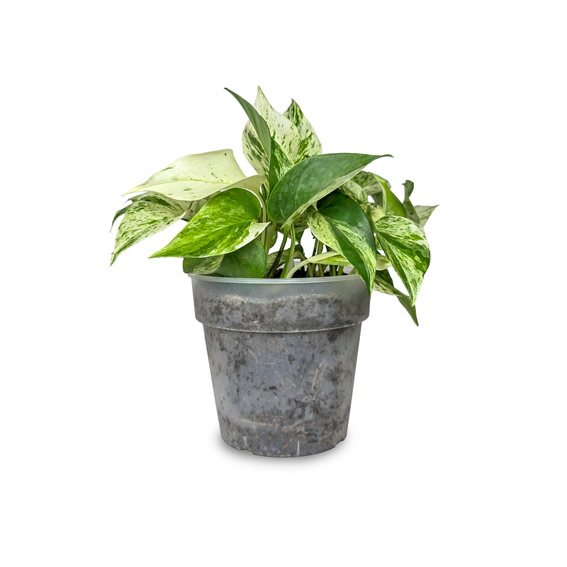 Planta Photos Plus