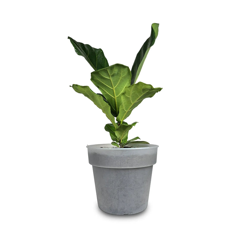 Planta Ficus Lyrata Plus