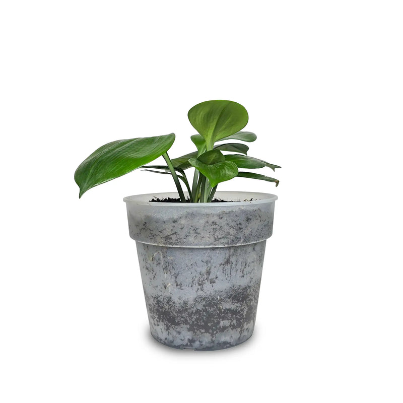 Planta Billete Plus