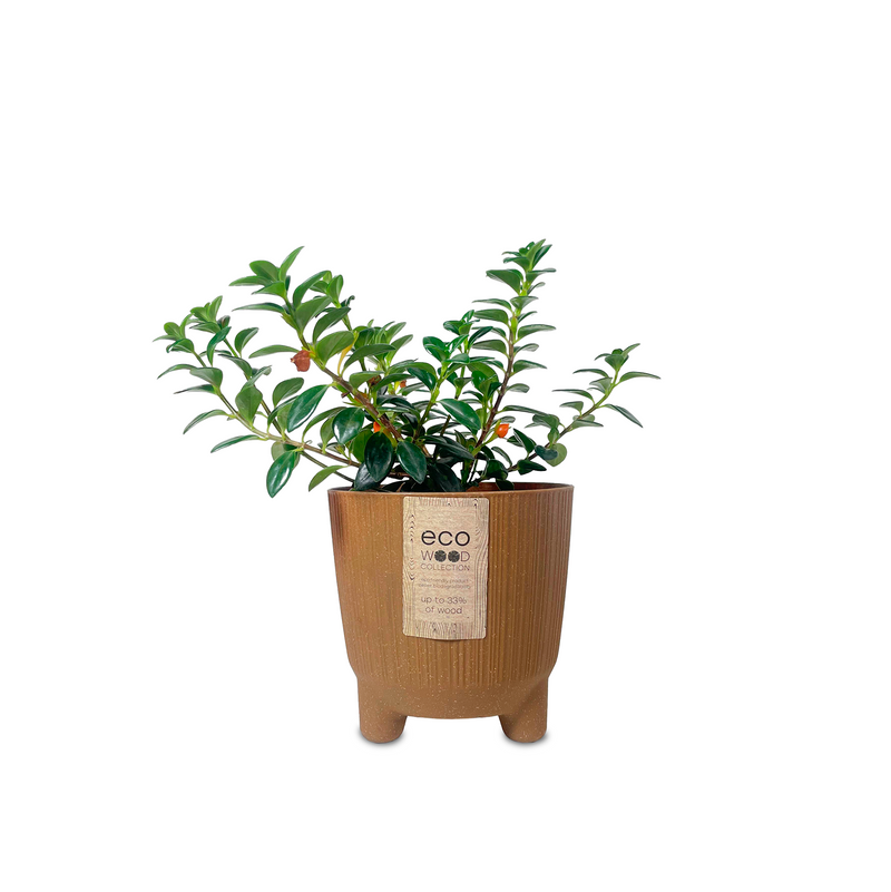 Combo Matera Ryfo N Eco 15 Cm Con Pescadito