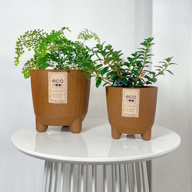 Combo Matera Ryfo N Eco 20 Cm Con Helecho Culantrillo