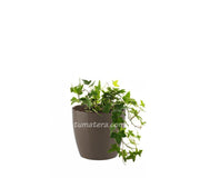 Combo San Remo 16 Cm Con Hiedra Inglesa - Tumatera.co