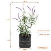 Planta Salvia Mexicana B24 - Tumatera.co