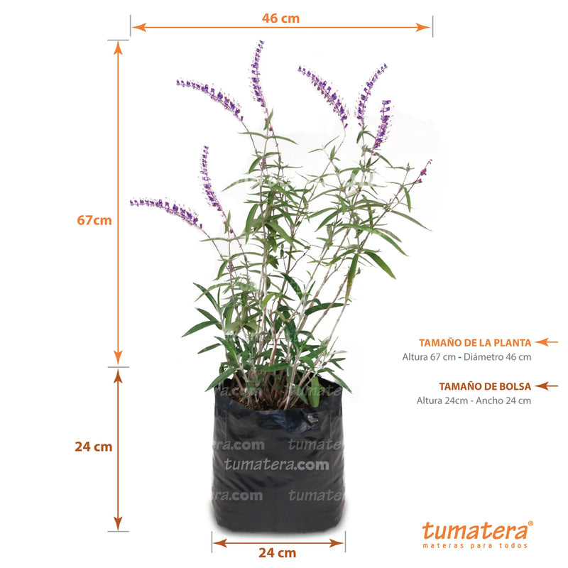 Planta Salvia Mexicana B24 - Tumatera.co
