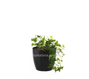 COMBO SAN REMO 16 CM CON HIEDRA INGLESA - Tumatera.co