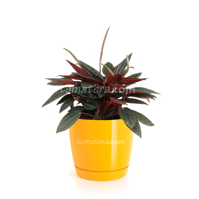 COMBO MATERA COUBI ROUND 10 CM CON PEPEROMIA MINI - Tumatera.co