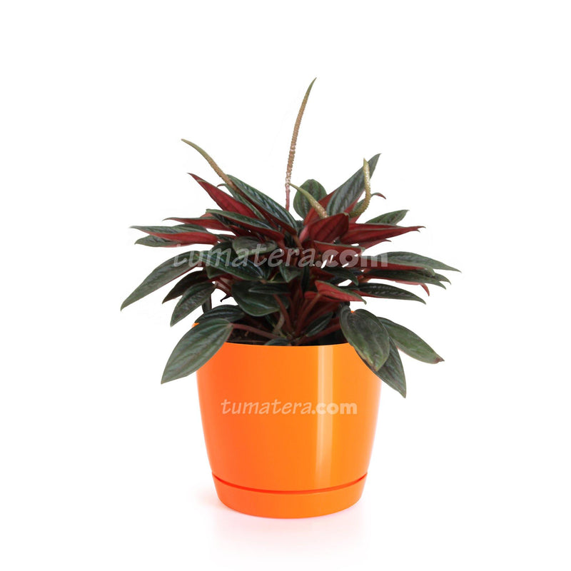 COMBO MATERA COUBI ROUND 10 CM CON PEPEROMIA MINI - Tumatera.co
