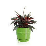 COMBO MATERA COUBI ROUND 10 CM CON PEPEROMIA MINI - Tumatera.co