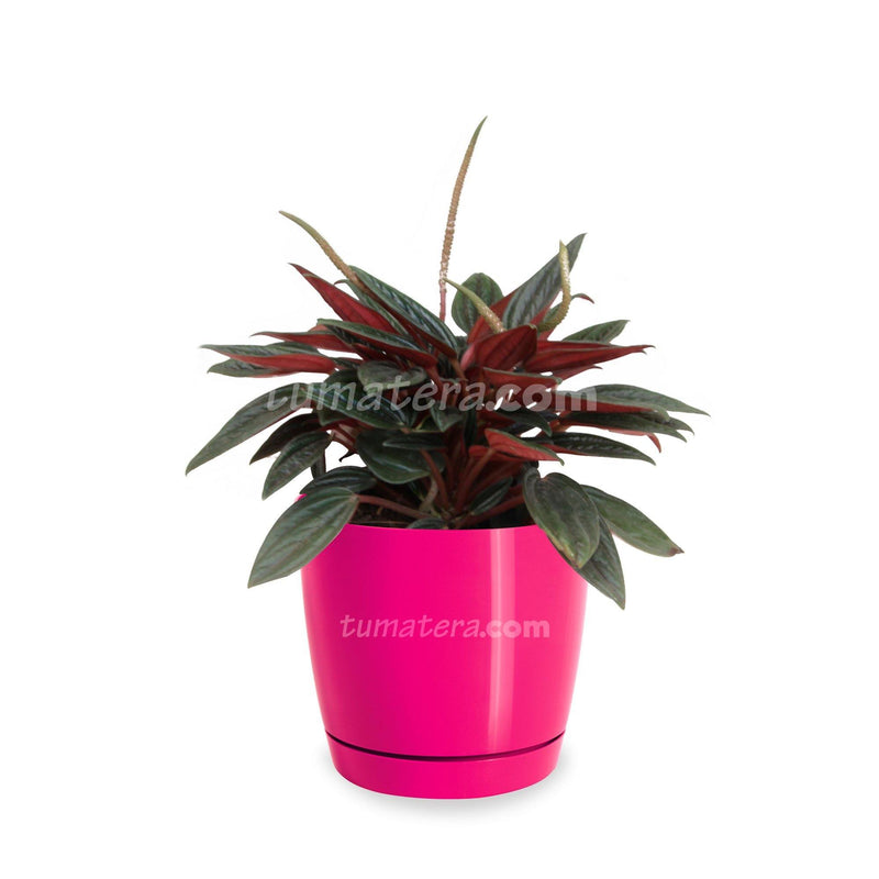 COMBO MATERA COUBI ROUND 10 CM CON PEPEROMIA MINI - Tumatera.co