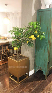 Matera Metálica cuadrada 40 CM Base 20 CM en uso
