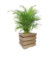 COMBO CUBO 48 CM CON PALMA ARECA - Tumatera.co