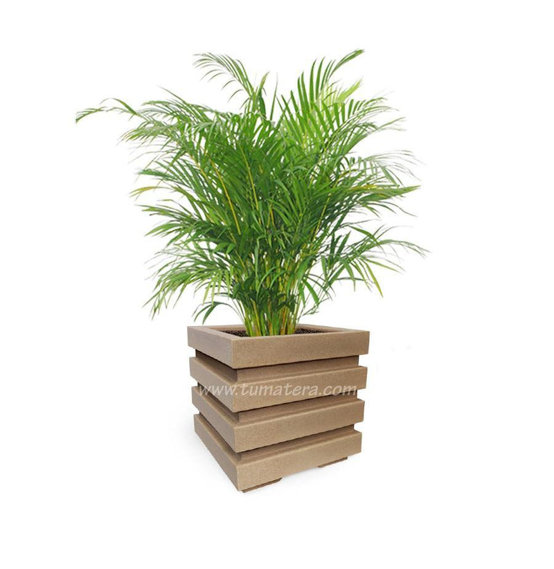 COMBO CUBO 48 CM CON PALMA ARECA - Tumatera.co