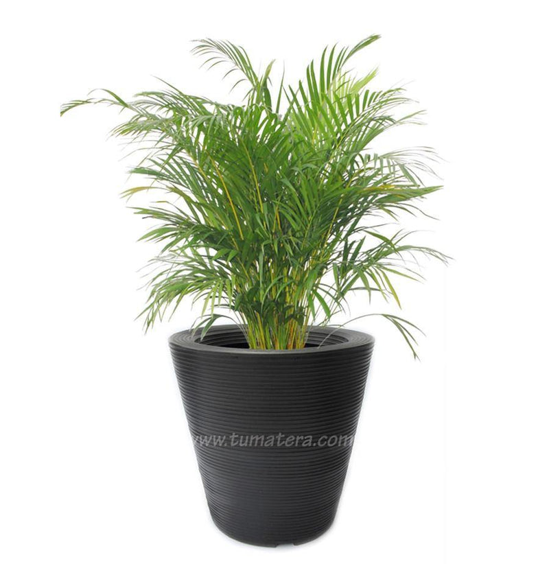 COMBO CÓNICA 59 CM CON PALMA ARECA - Tumatera.co