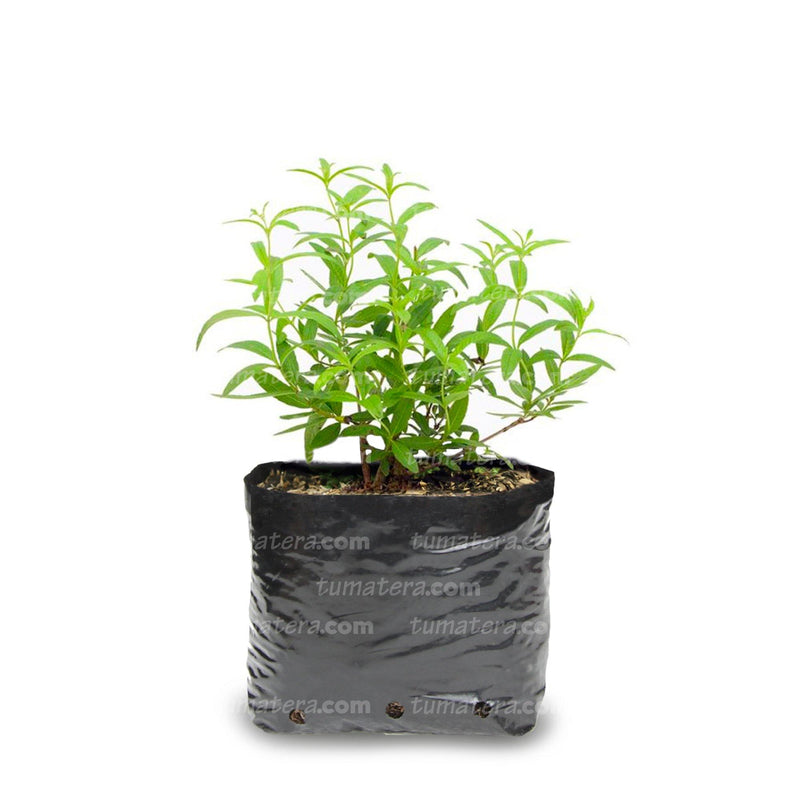 PLANTA AROMÁTICA CIDRÓN B12 - Tumatera.co