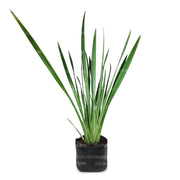 Planta Linos vista frontal