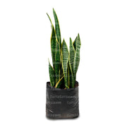 PLANTA SANSEVIERA B35 - Tumatera.co
