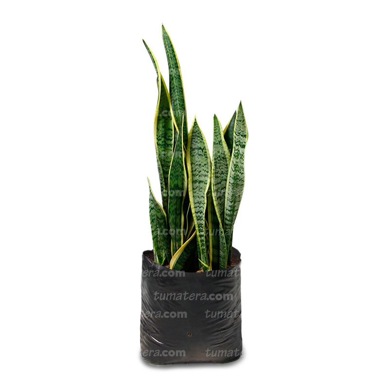 PLANTA SANSEVIERA B35 - Tumatera.co