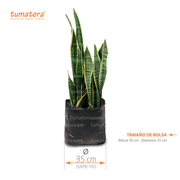 PLANTA SANSEVIERA B35 - Tumatera.co