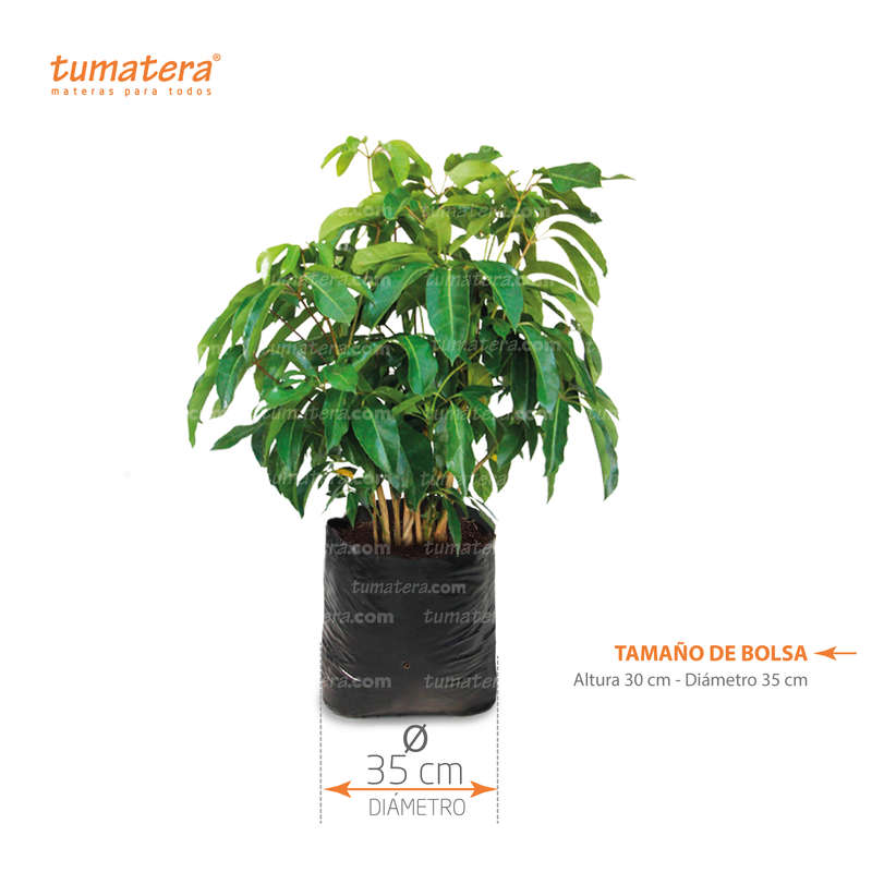 PLANTA CHEFLERA B35 - Tumatera.co