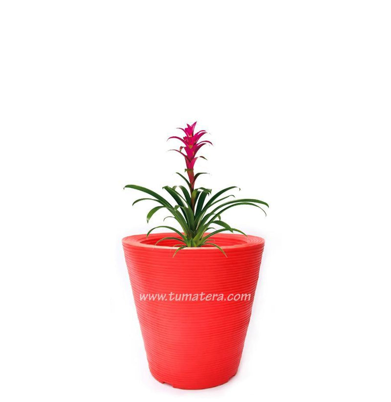COMBO CÓNICA 59 CM CON BROMELIA - Tumatera.co